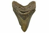 Serrated, Fossil Megalodon Tooth - North Carolina #328250-1